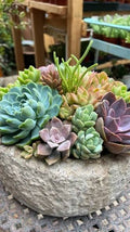 Succulents Assorted Centerpiece
