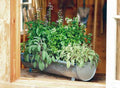 Fresh Herbs Centerpiece Mixed Arrangement