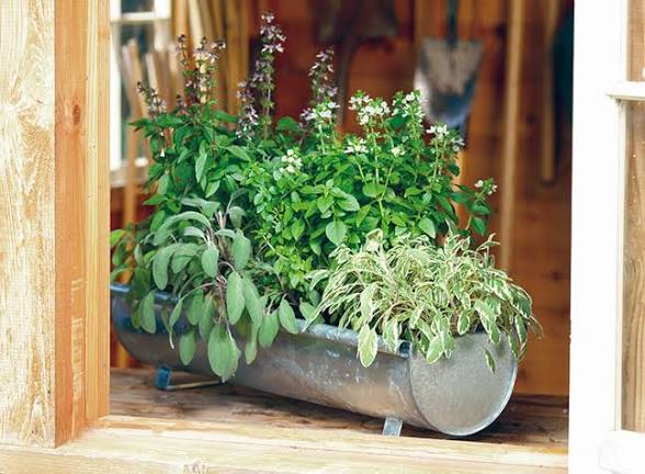 Fresh Herbs Centerpiece Mixed Arrangement