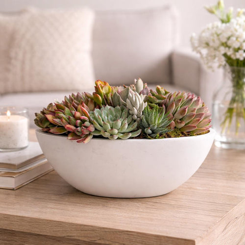 Little Desert Garden succulent arrangement in a decorative white planter