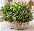 Long Island Fresh Herb Garden Centerpiece with assorted culinary herbs