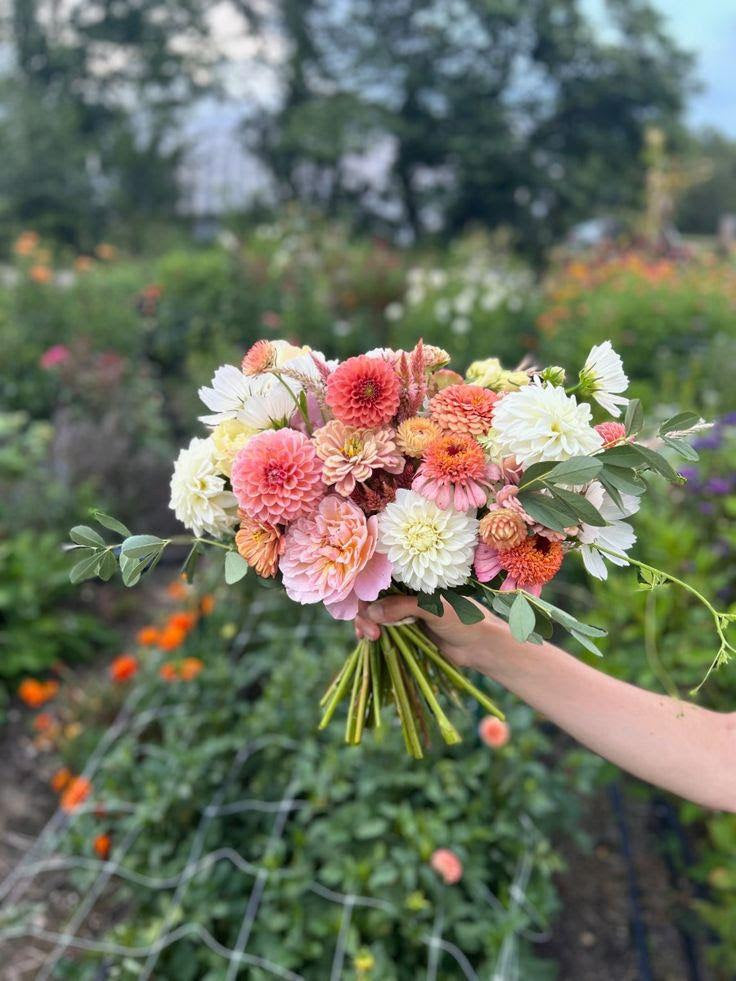 Fresh dahlias and zinnias in pink coral and cream gathered in a garden