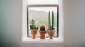 Cacti Assorted Centerpiece